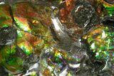 Ammonite Fossil with Mosasaur Bite Marks - Precious Ammolite! #350337-16